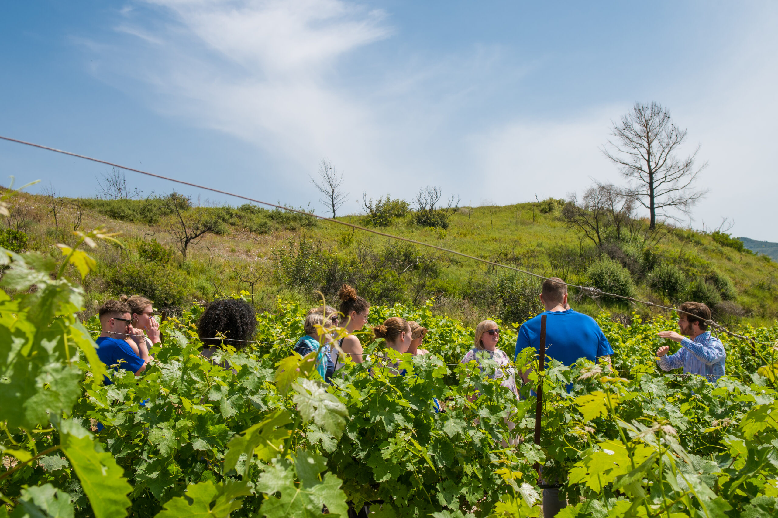 Greek Cooking Class and Wine Tasting in Rhodes