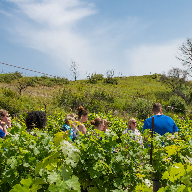 Greek Cooking Class and Wine Tasting in Rhodes
