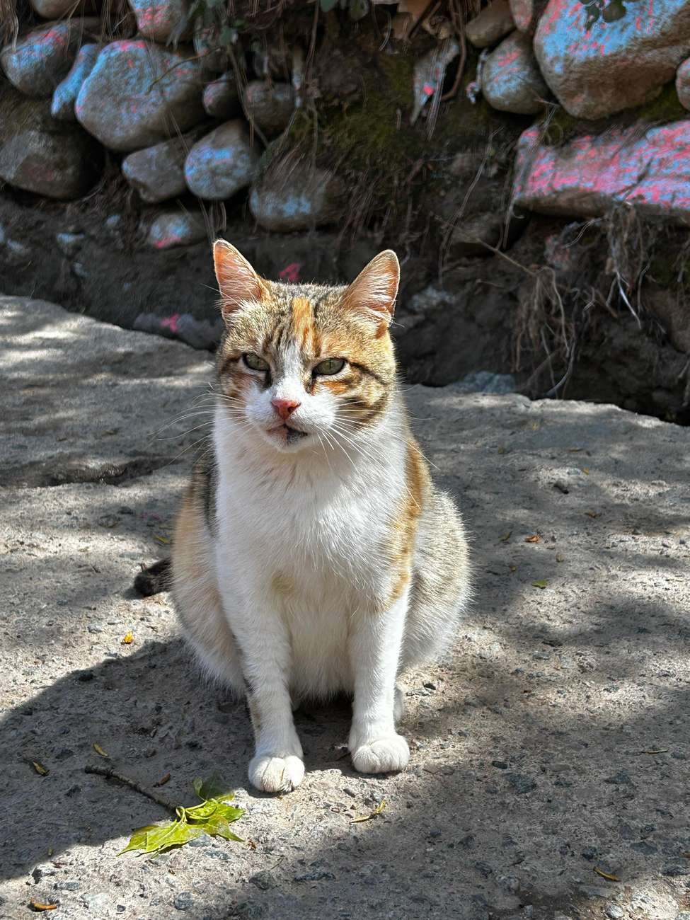 True Morocco Experience