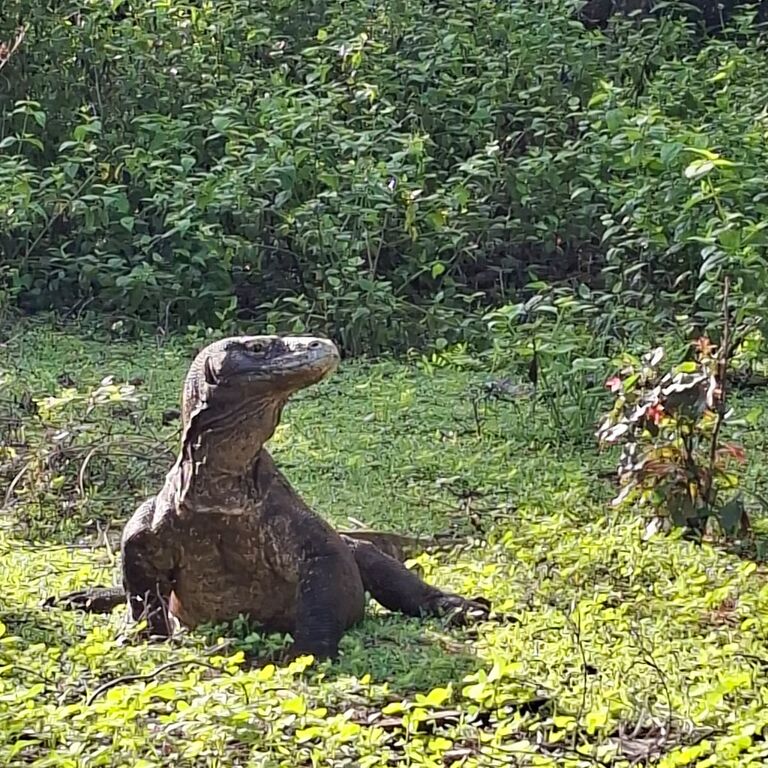Komodo Lawa Adventure