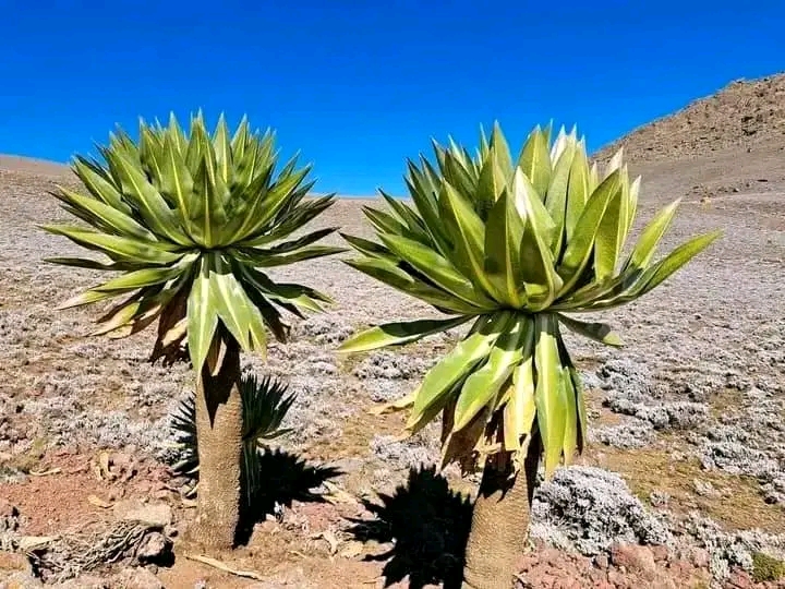 Shishilie Ethiopia Tours