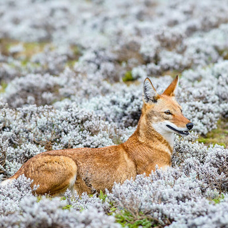 Shishilie Ethiopia Tours
