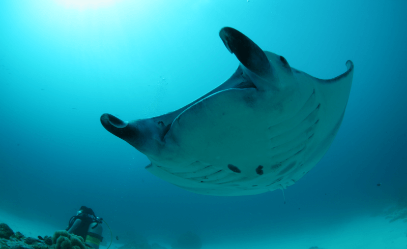 Palau Sea World Dive Center