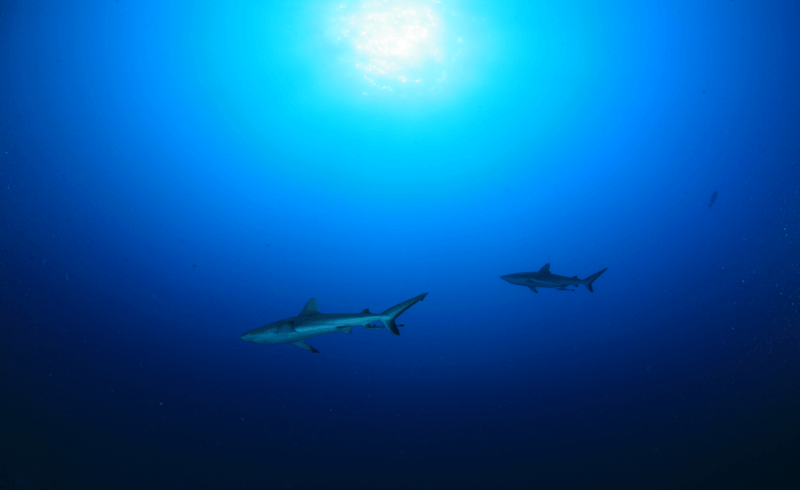 Palau Sea World Dive Center