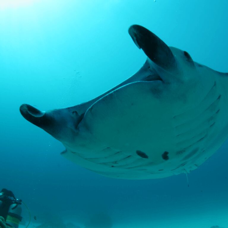 Palau Sea World Dive Center