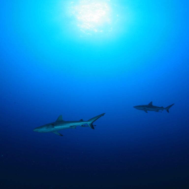 Palau Sea World Dive Center