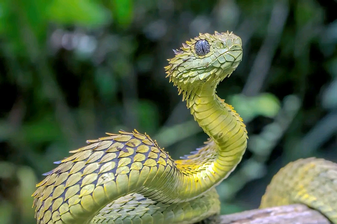 Ddawo reptiles&wildlifesafaris