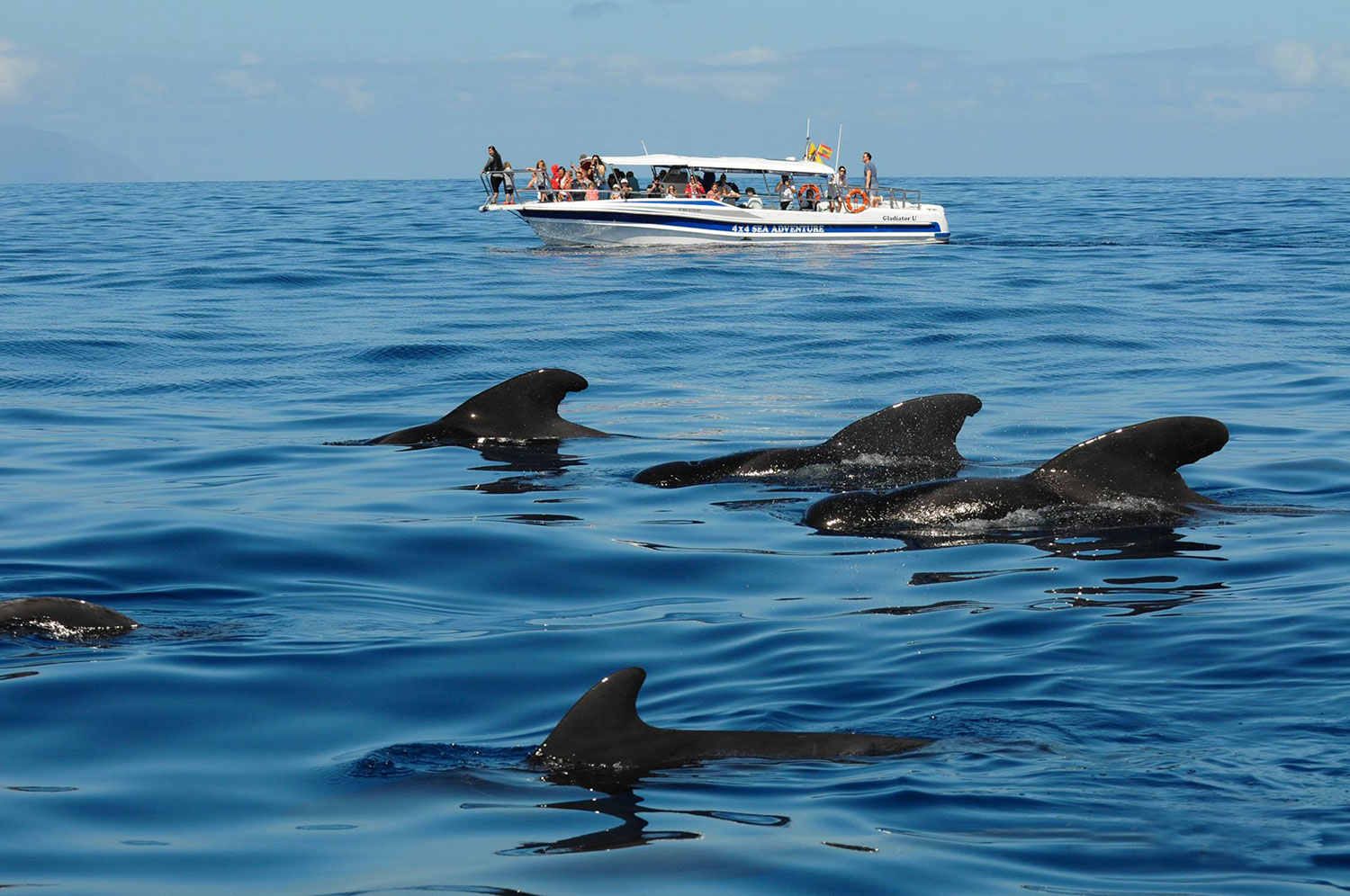 Whale Watching Tenerife
