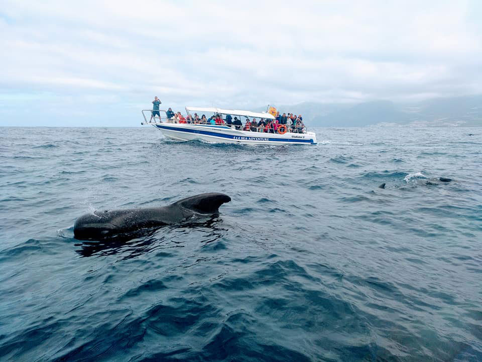 Whale Watching Tenerife