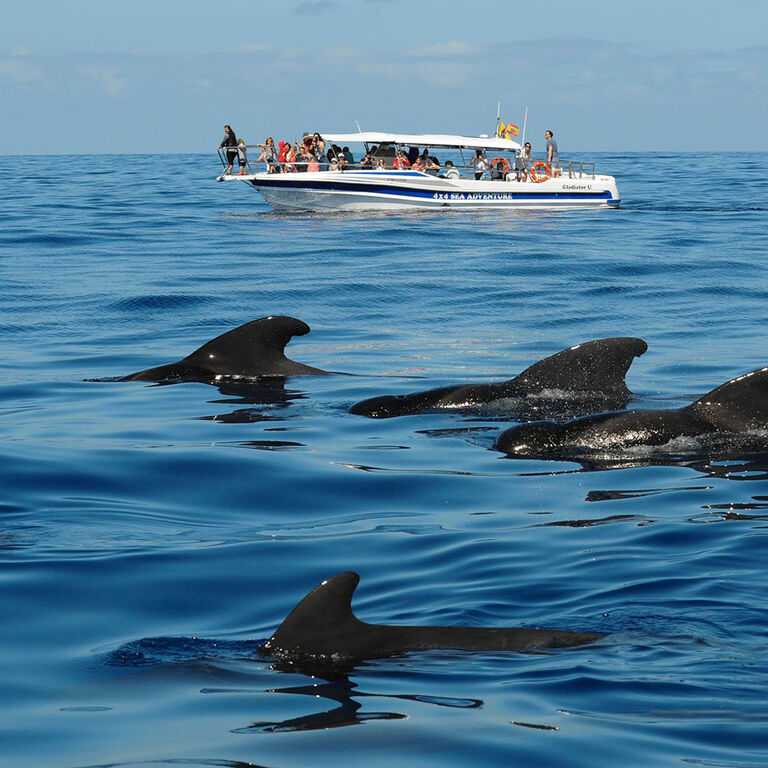 Whale Watching Tenerife