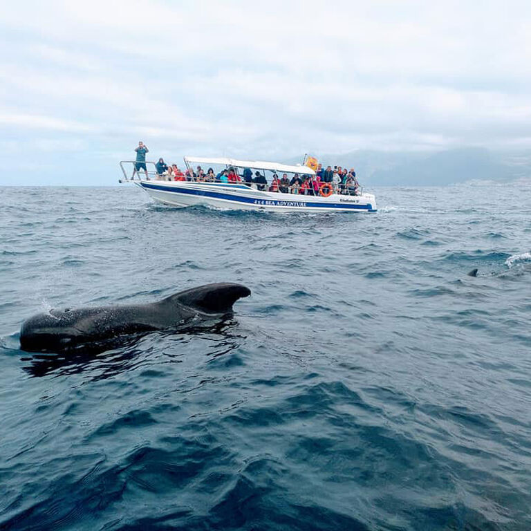 Whale Watching Tenerife
