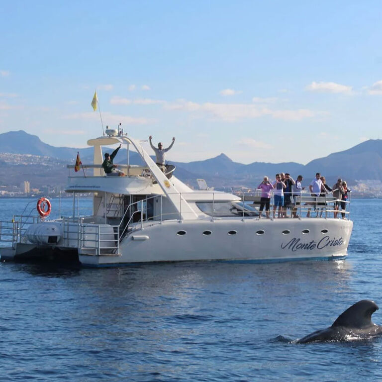 Whale Watching Tenerife
