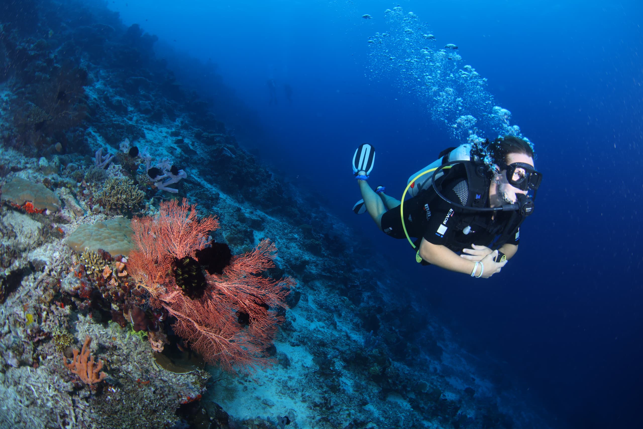 Bigfin Divers Borneo