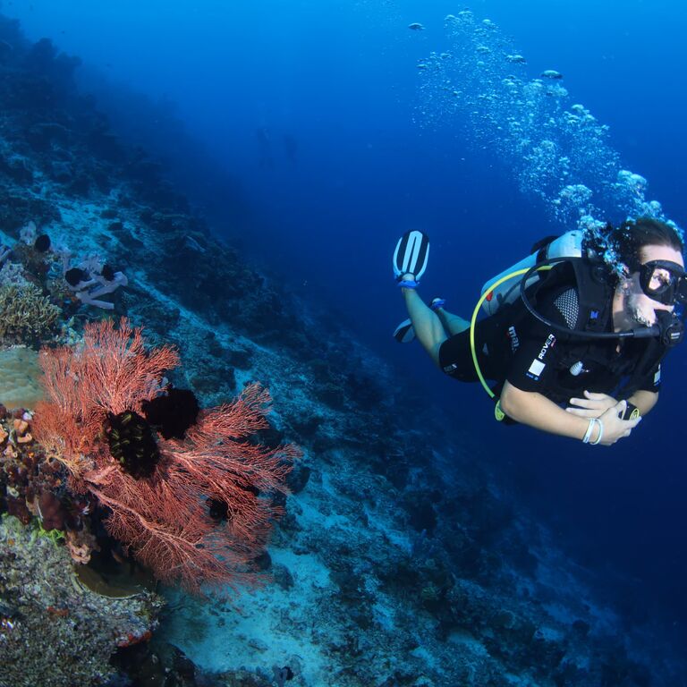 Bigfin Divers Borneo