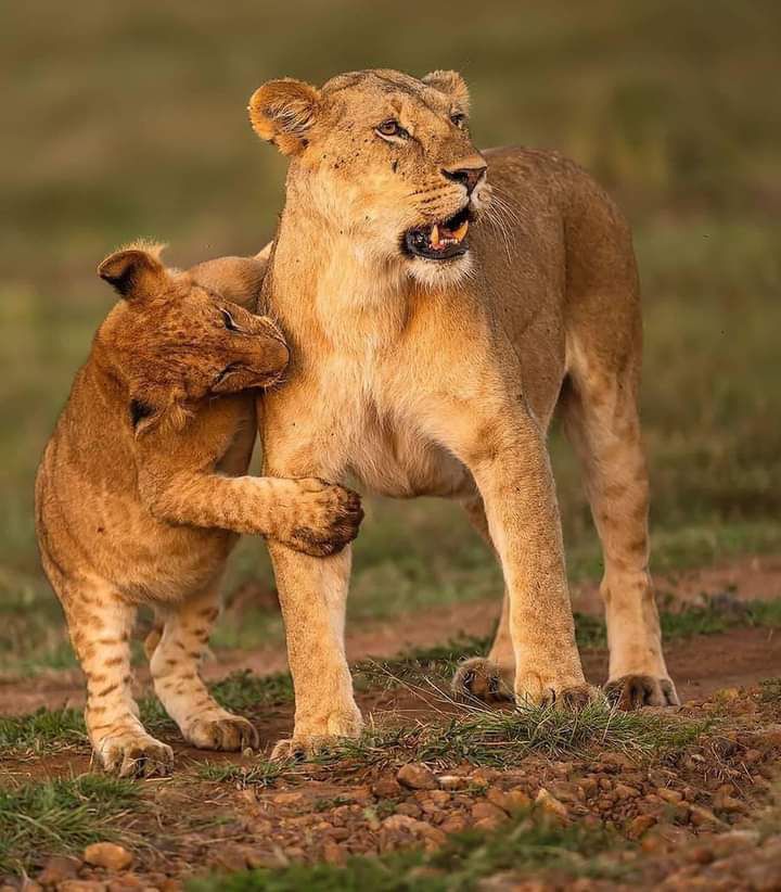 BLACK WILLOW SAFARIS