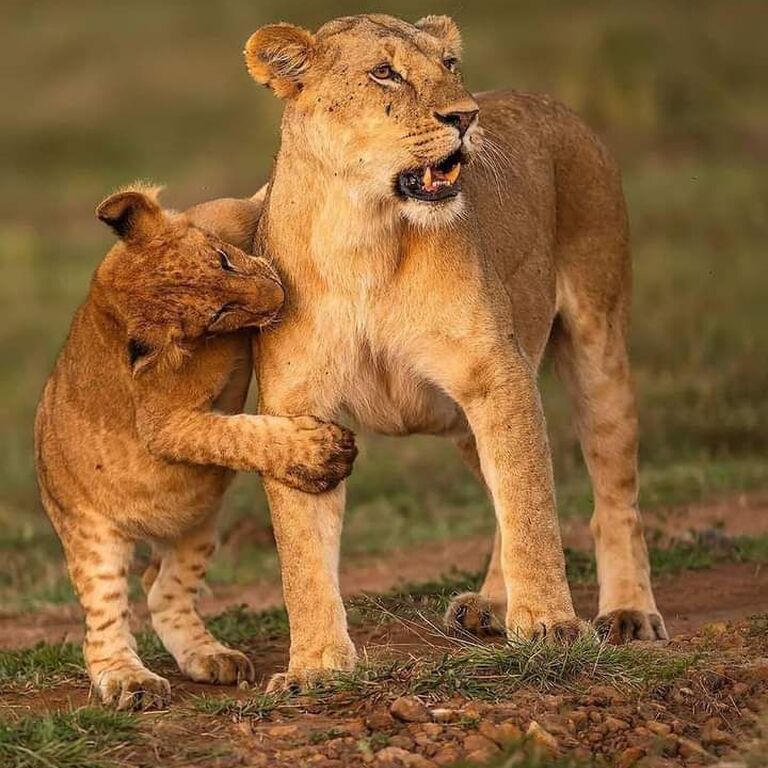BLACK WILLOW SAFARIS