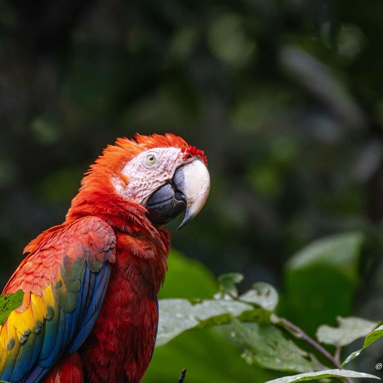 Kichwa Wildlife Center