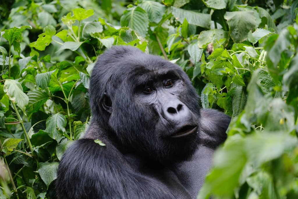 7Day Highlights of Rwanda