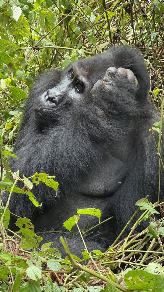 7Day Highlights of Rwanda