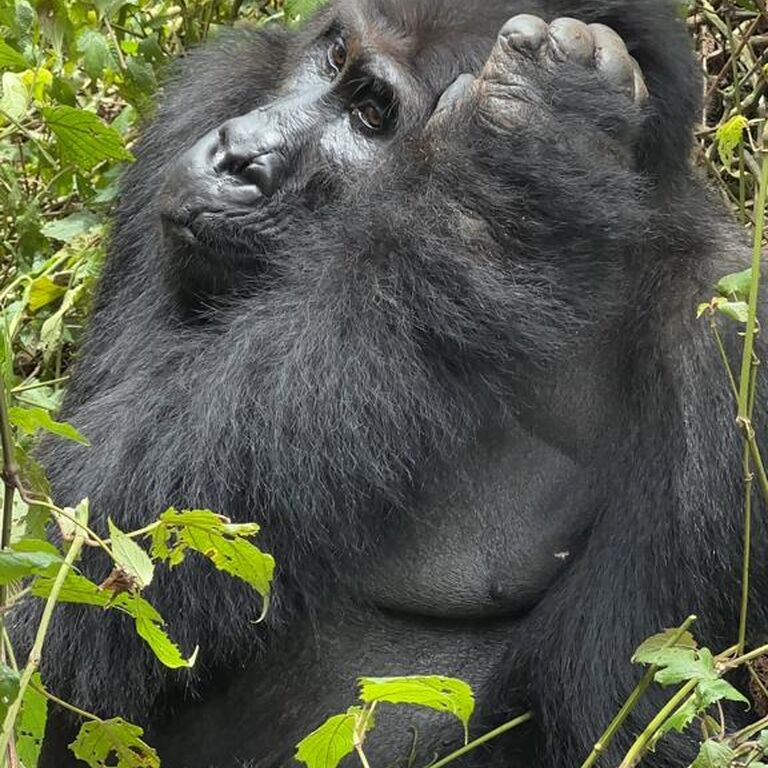 7Day Highlights of Rwanda