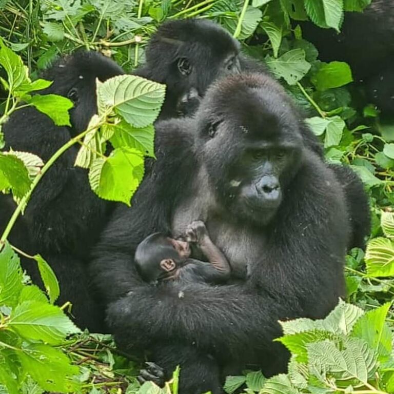 7Day Highlights of Rwanda