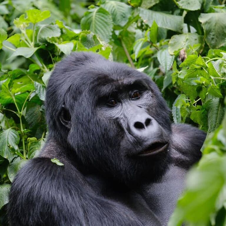 7Day Highlights of Rwanda