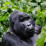 7Day Highlights of Rwanda