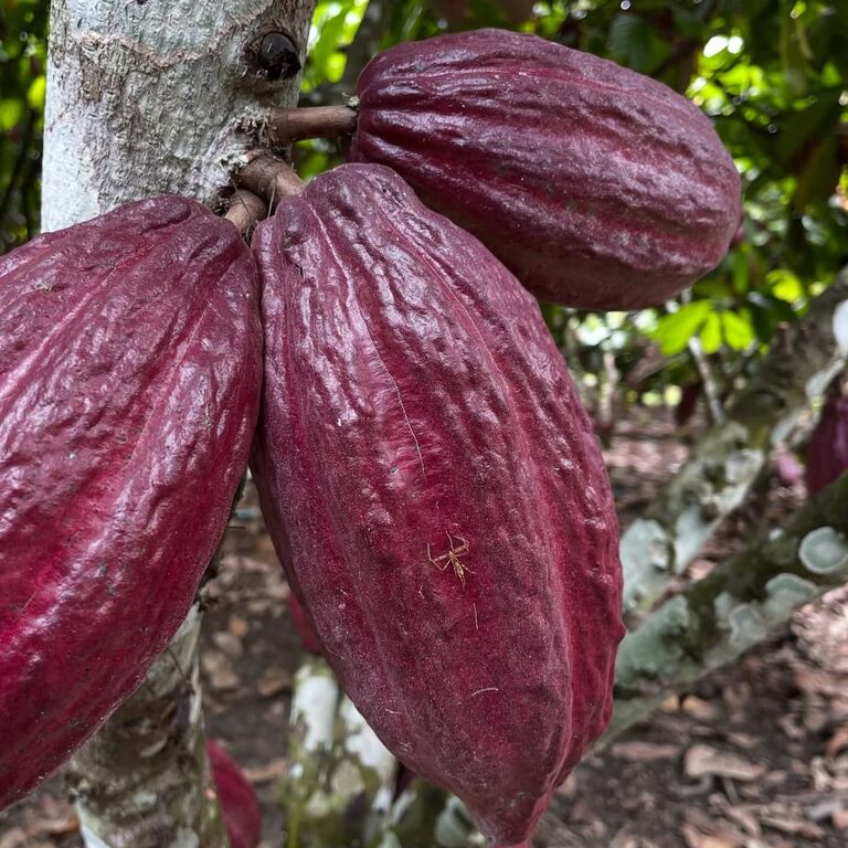 Munnar Chocolate Factory