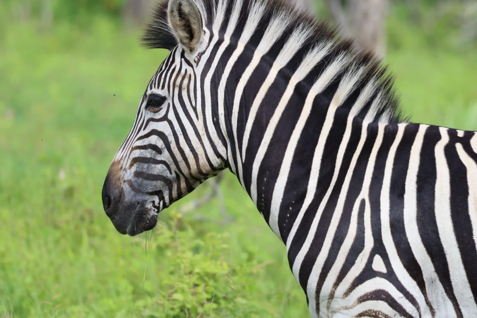 Shadreck Teenage Ntema