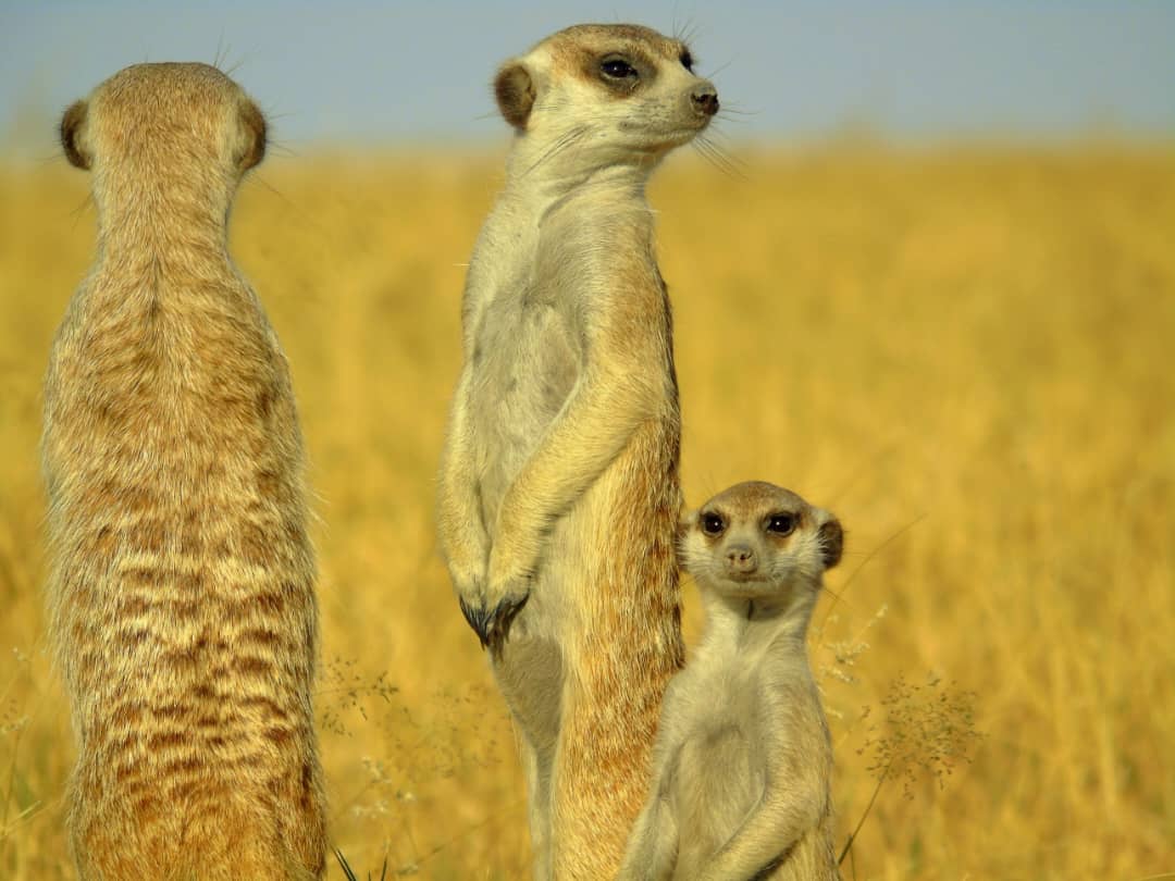 Shadreck Teenage Ntema