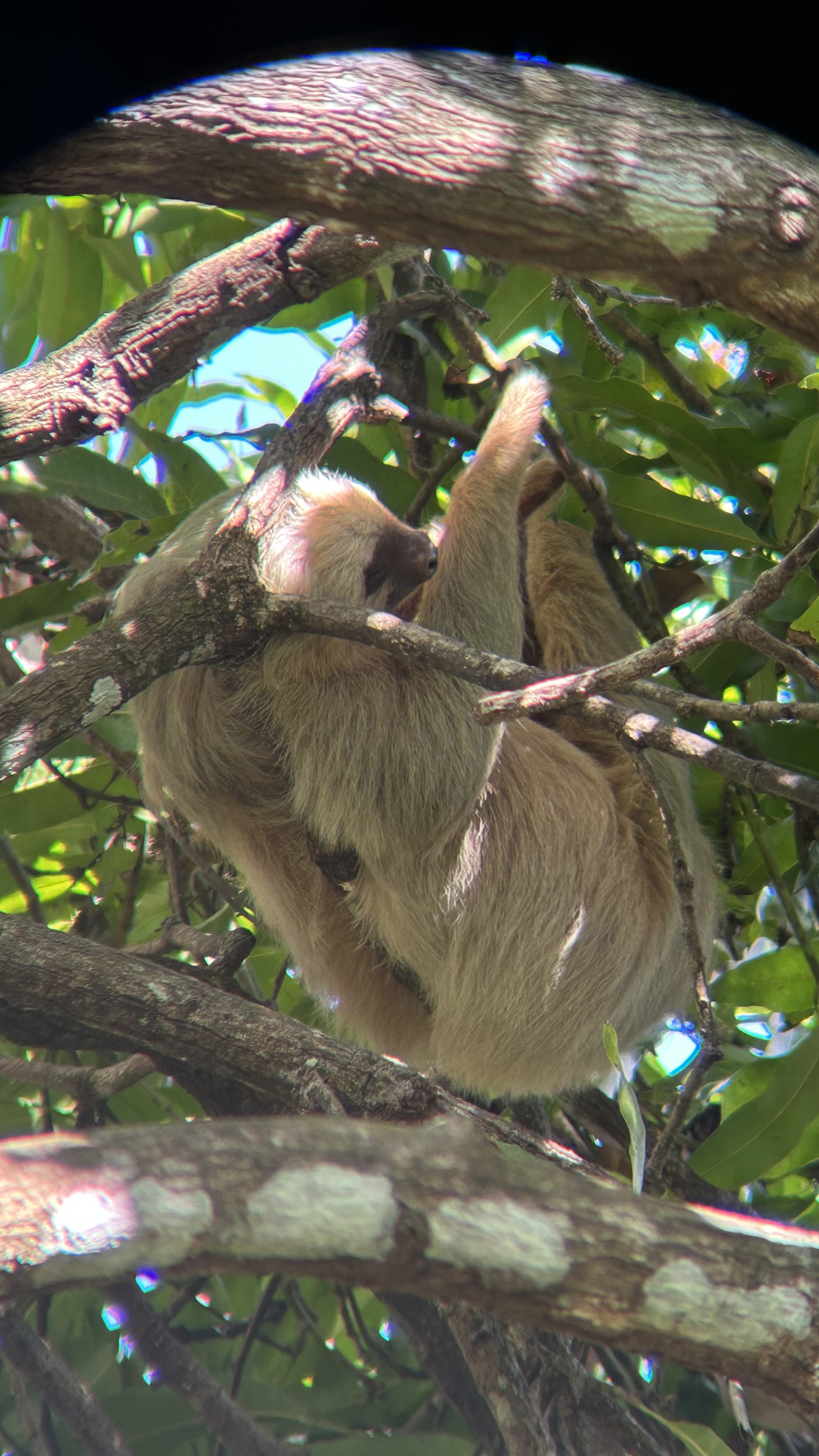 Freddy  Cascante Umana