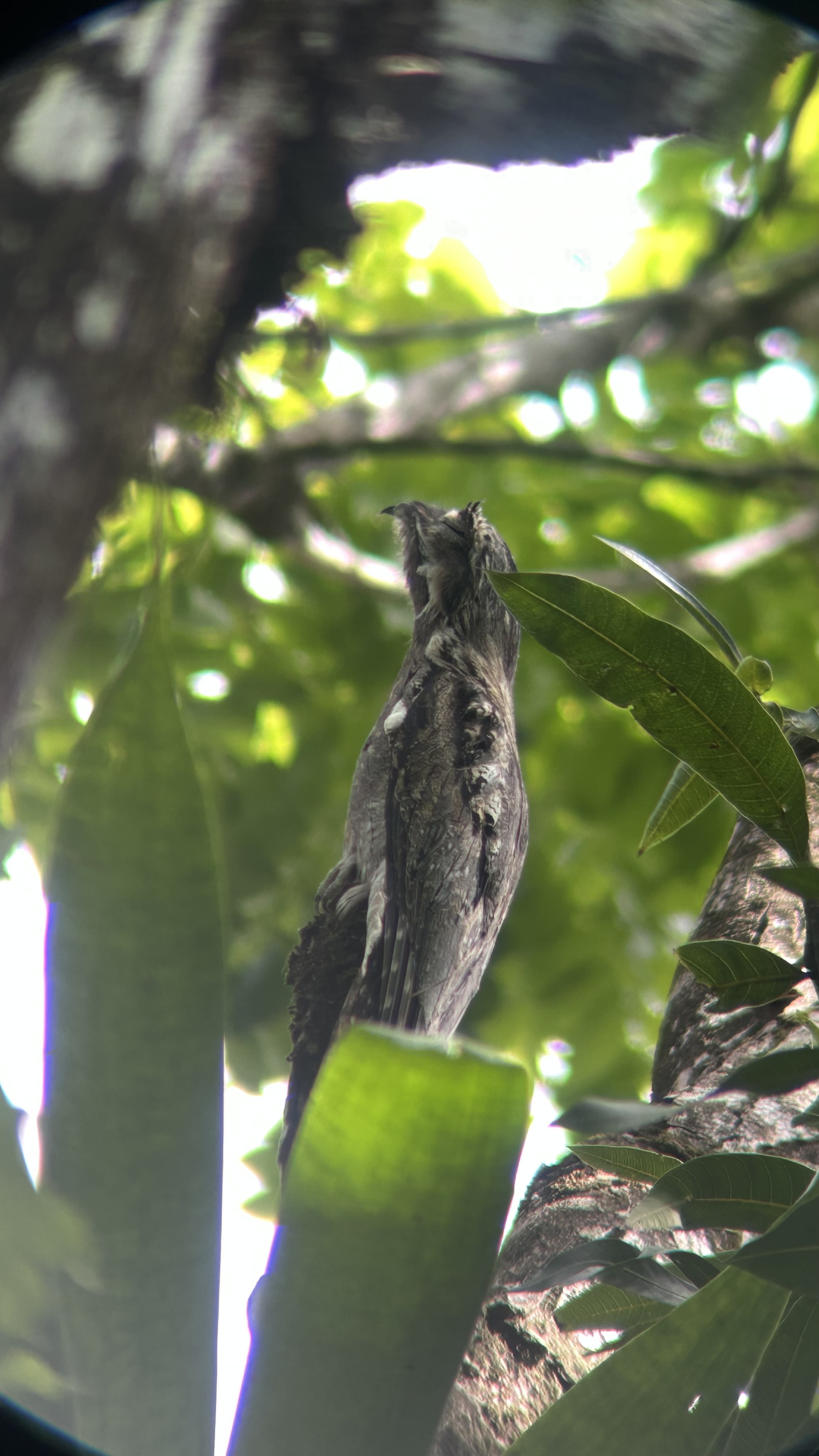 Freddy  Cascante Umana