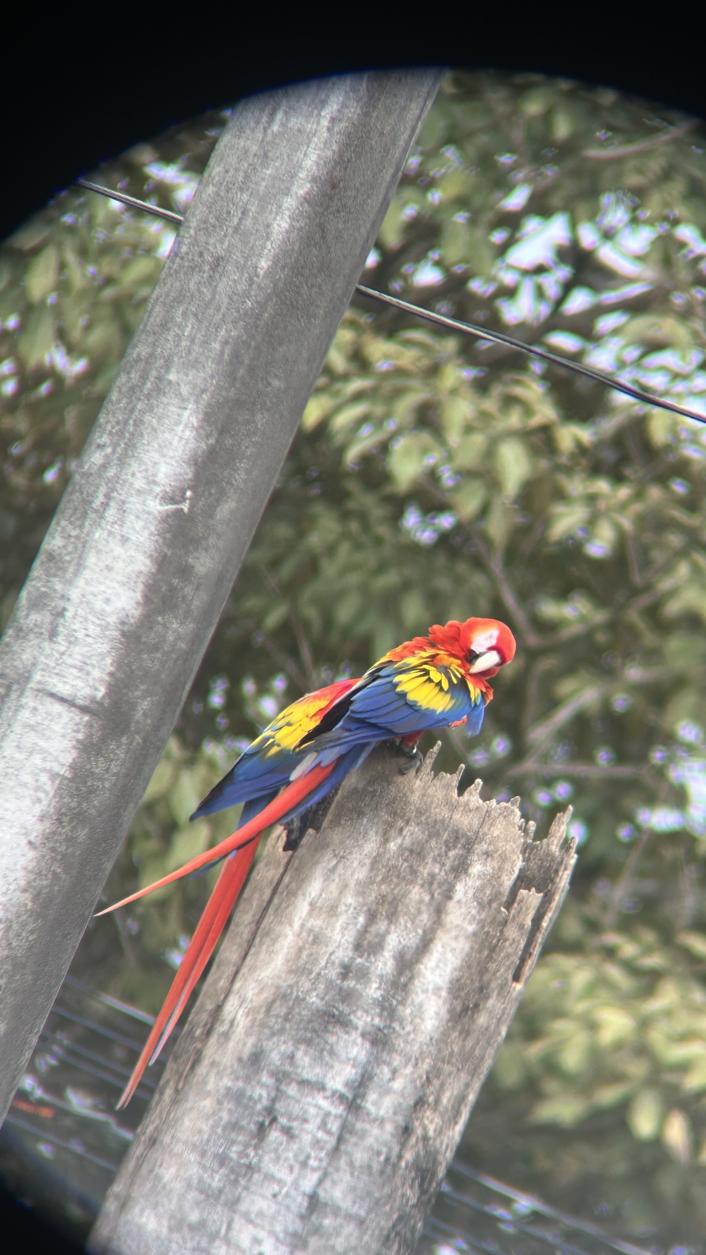 Freddy  Cascante Umana