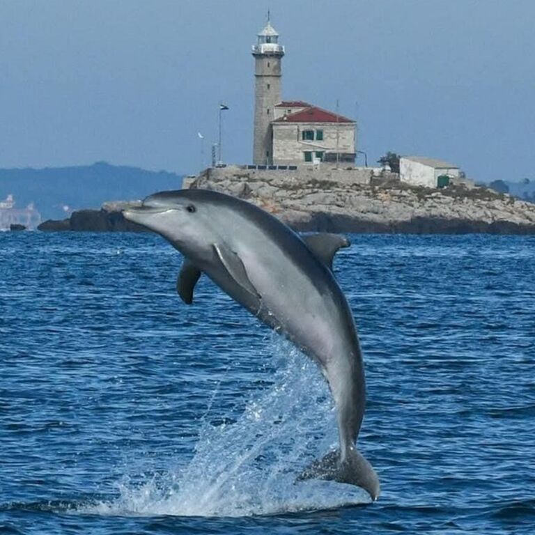Rovinj Dolphin Watching