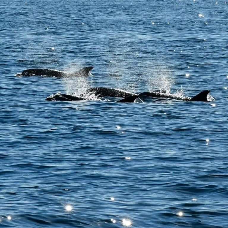 Rovinj Dolphin Watching