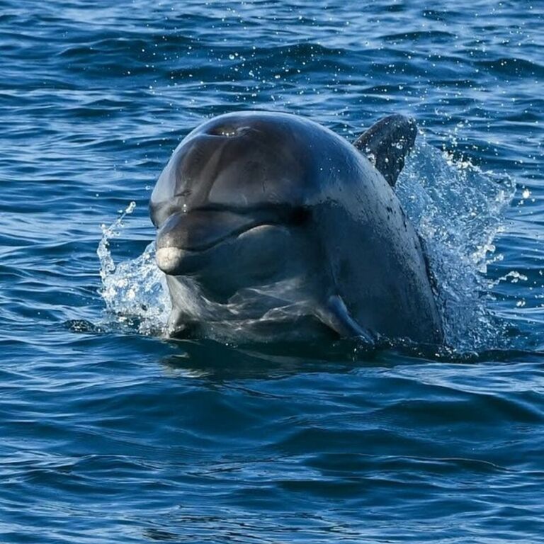 Rovinj Dolphin Watching