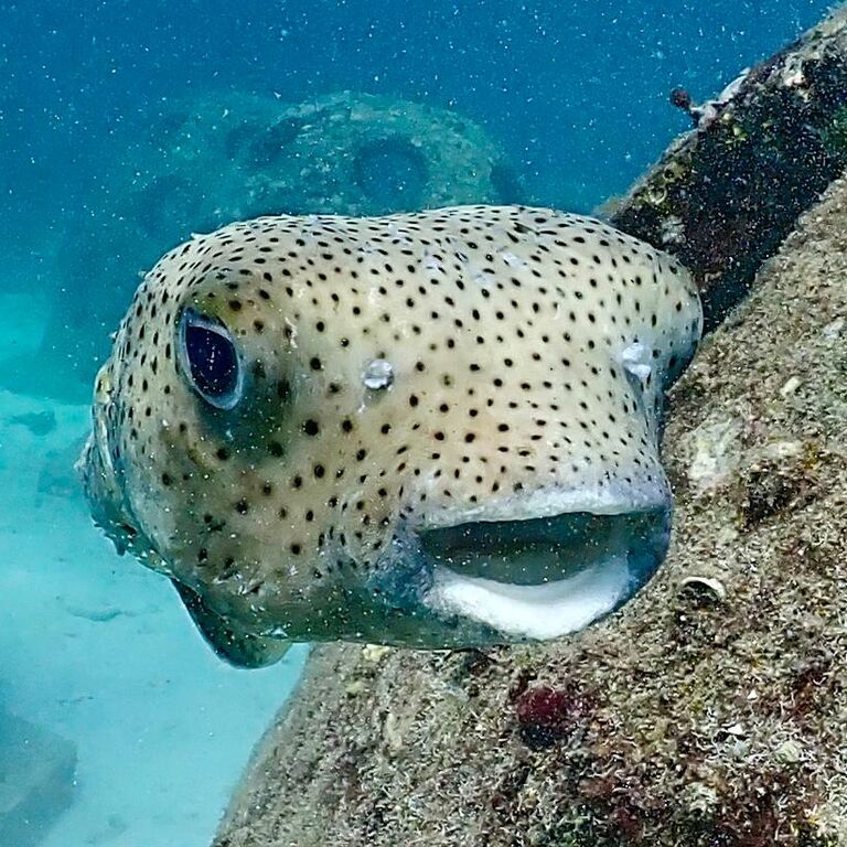 Scubadeep