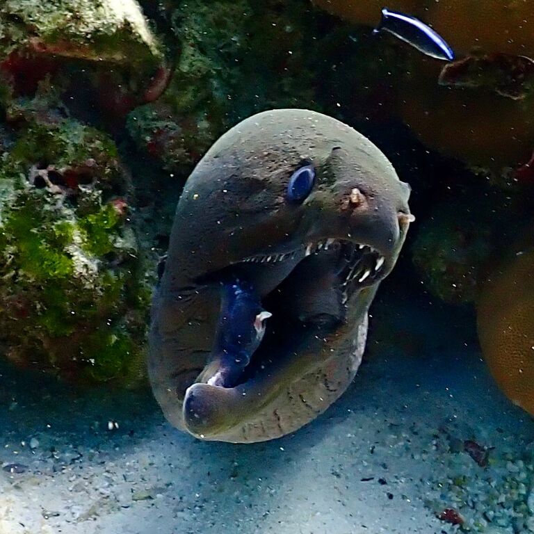 Scubadeep