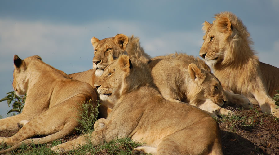 Inside Africa Travel Budget Sa