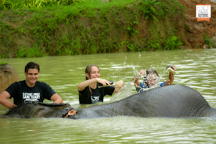 CHIANG MAI: Join Tour Elephant