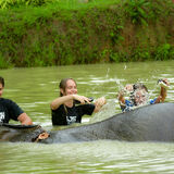 CHIANG MAI: Join Tour Elephant
