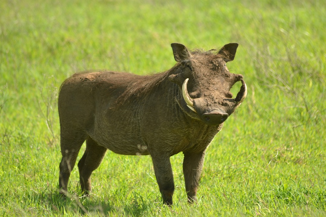 Treasure Travels and Safaris