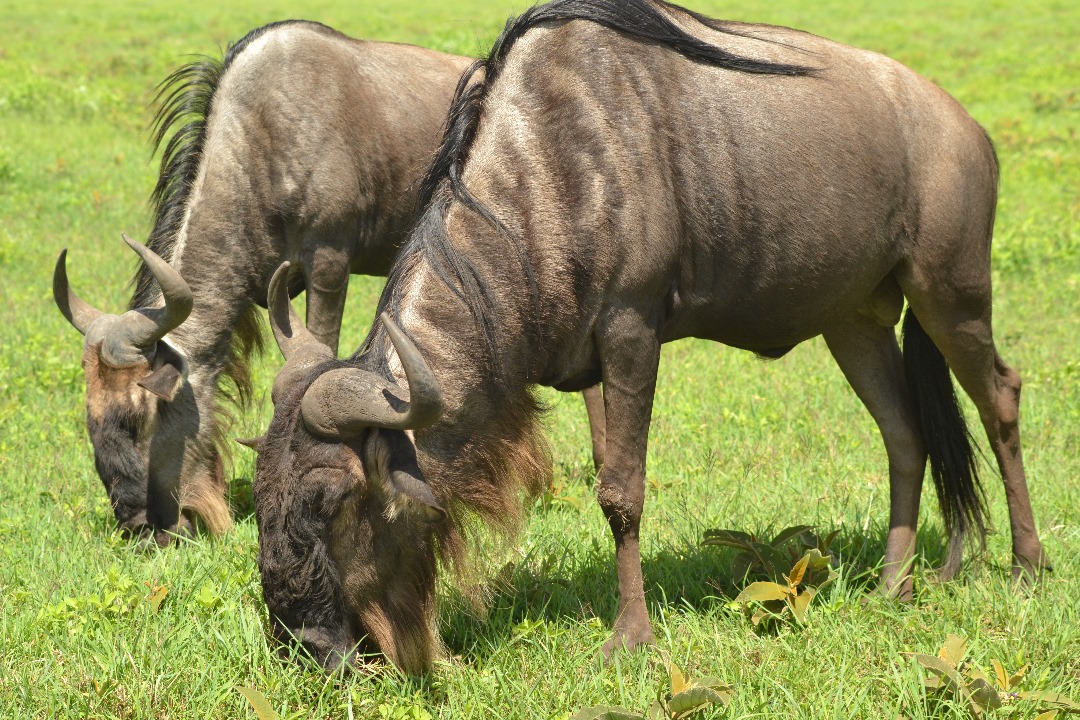 Treasure Travels and Safaris