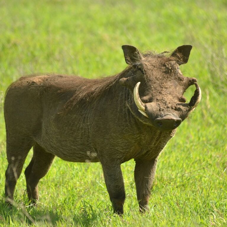 Treasure Travels and Safaris