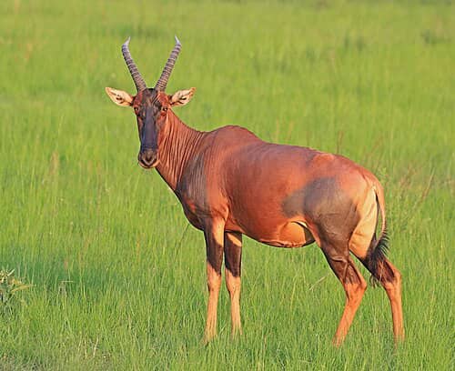 Malvic Tour and safaris Ltd