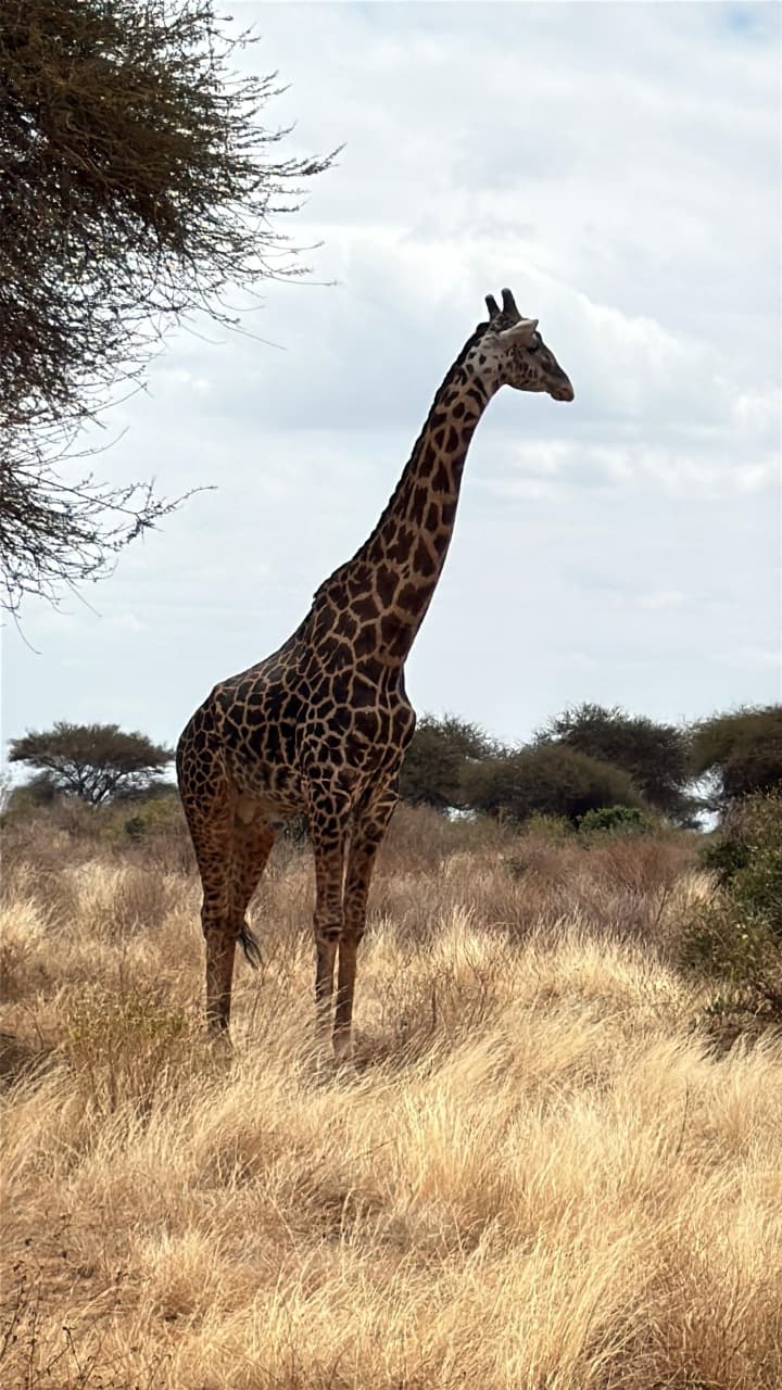 Malvic Tour and safaris Ltd
