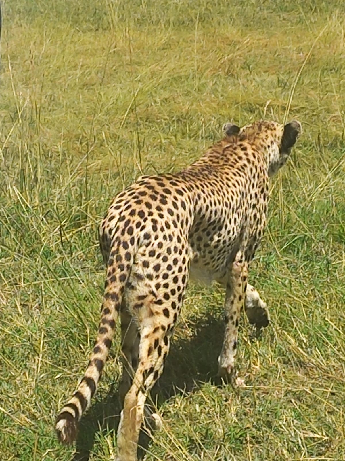 Malvic Tour and safaris Ltd