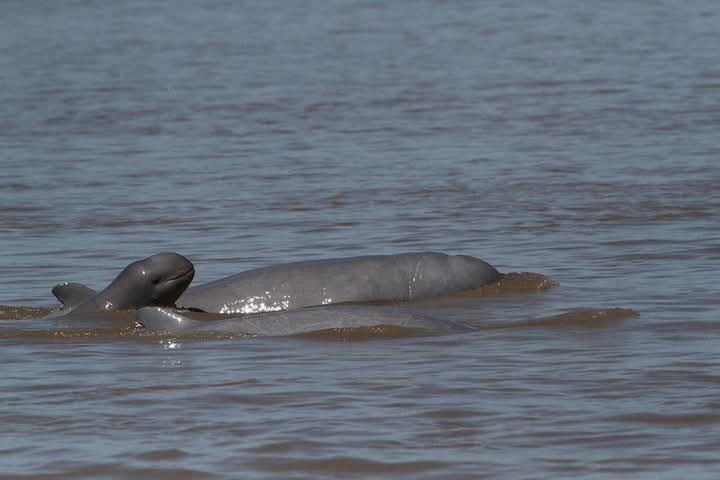 Dolphins watching sightseeing