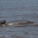 Dolphins watching sightseeing