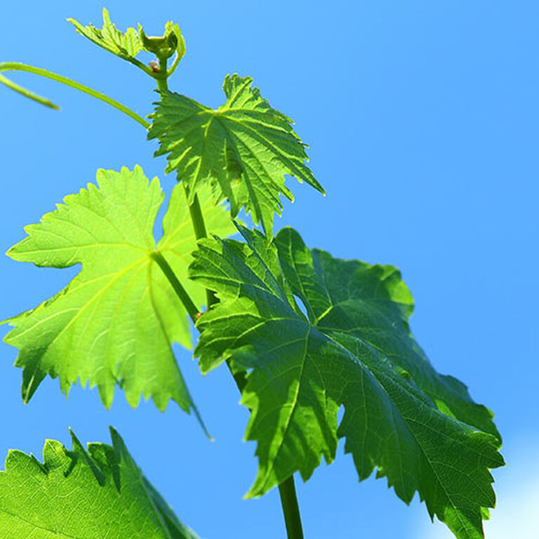 Strataridakis Winery